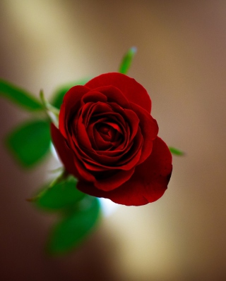Red Rose - Obrázkek zdarma pro iPhone 5