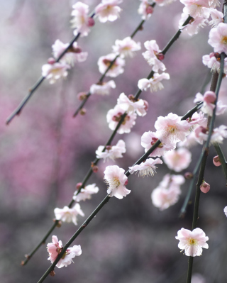 Spring Bloom - Obrázkek zdarma pro iPhone 4