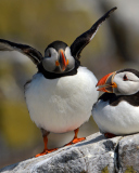 Screenshot №1 pro téma Cute Puffins 128x160