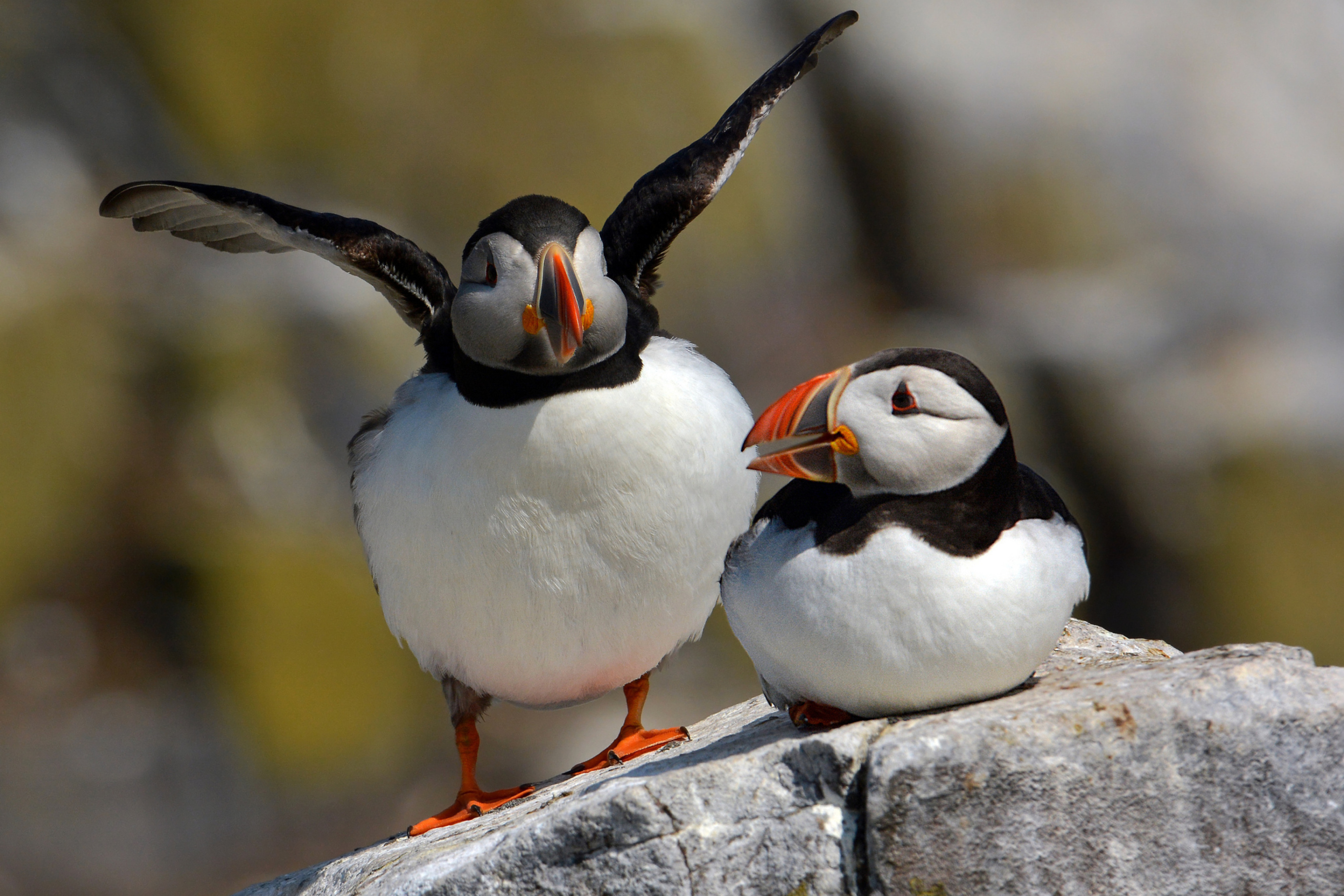 Fondo de pantalla Cute Puffins 2880x1920