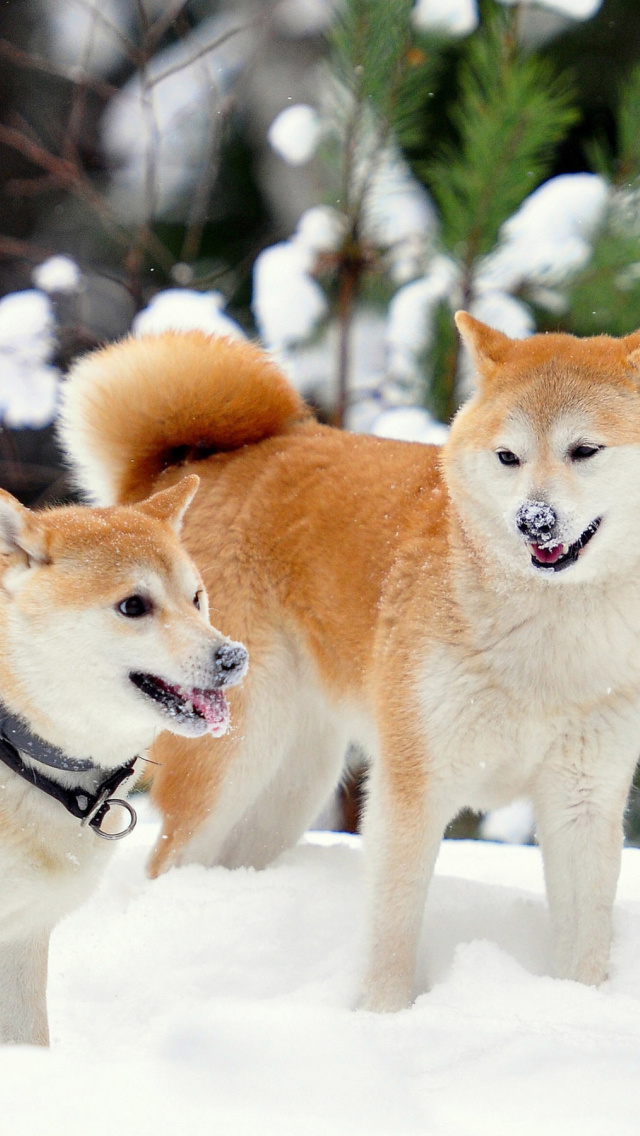 Das Akita Inu Dogs in Snow Wallpaper 640x1136