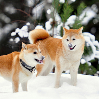 Akita Inu Dogs in Snow - Obrázkek zdarma pro 208x208