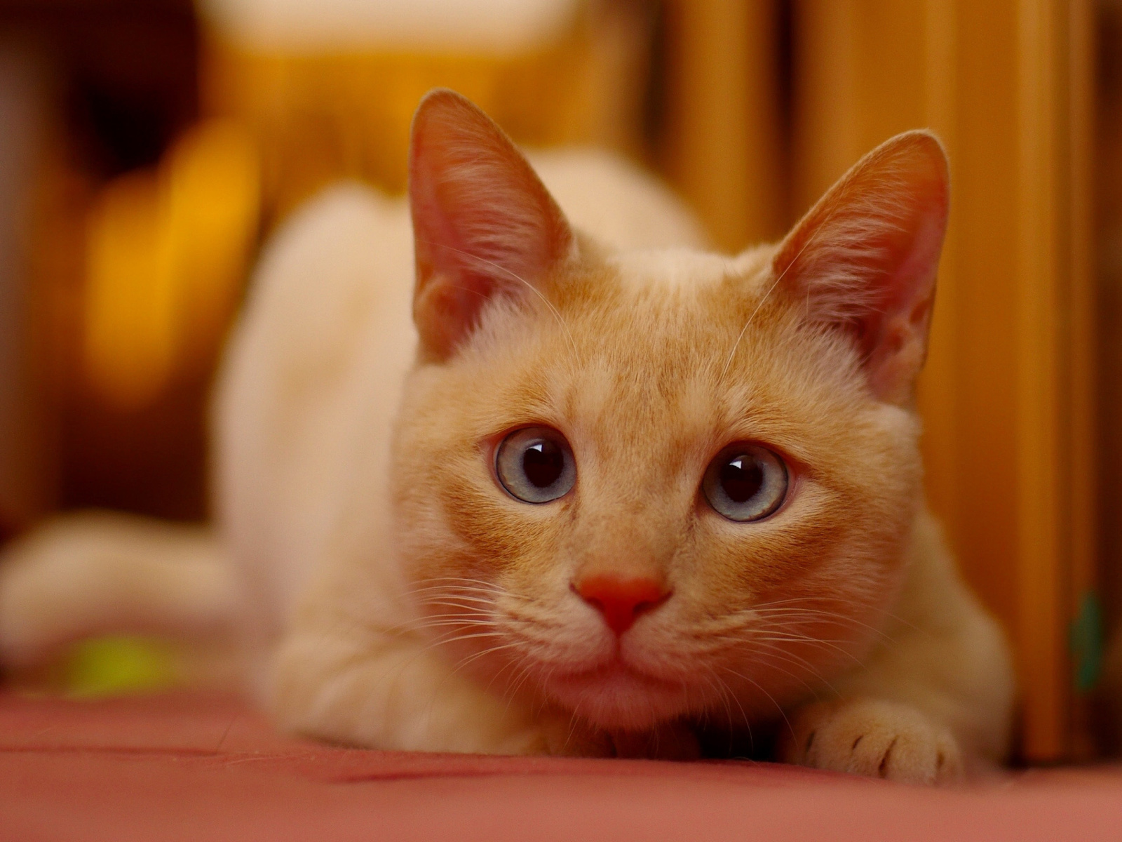 Ginger Cat screenshot #1 1600x1200