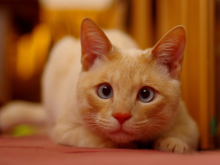 Ginger Cat screenshot #1 320x240