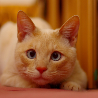 Ginger Cat - Obrázkek zdarma pro iPad Air