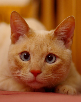 Ginger Cat - Obrázkek zdarma pro Nokia Asha 309