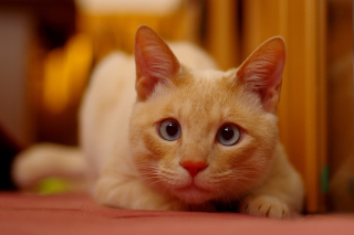 Ginger Cat - Obrázkek zdarma pro Nokia Asha 205