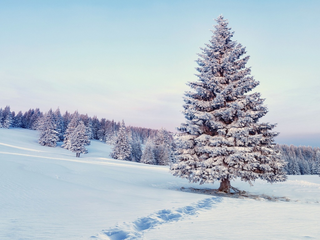 Das Snowy Forest Winter Scenery Wallpaper 1024x768