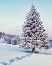 Обои Snowy Forest Winter Scenery 176x220