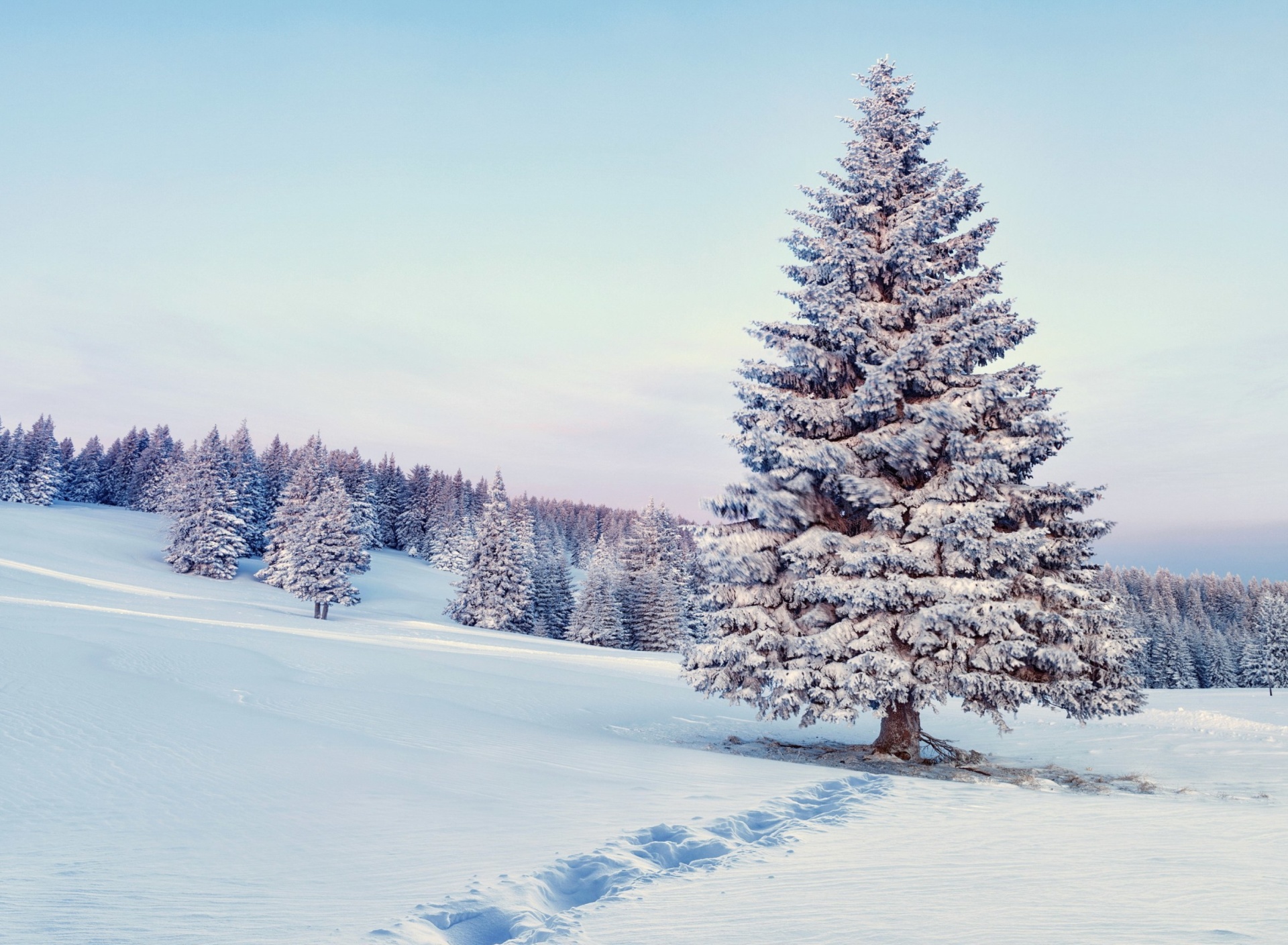 Обои Snowy Forest Winter Scenery 1920x1408