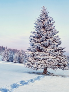Screenshot №1 pro téma Snowy Forest Winter Scenery 240x320