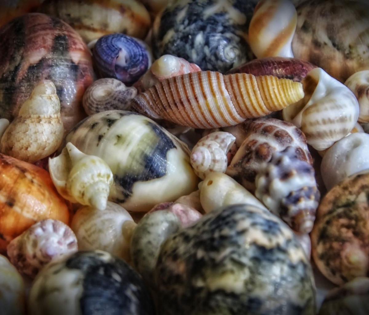 Colorful Shells screenshot #1 1200x1024
