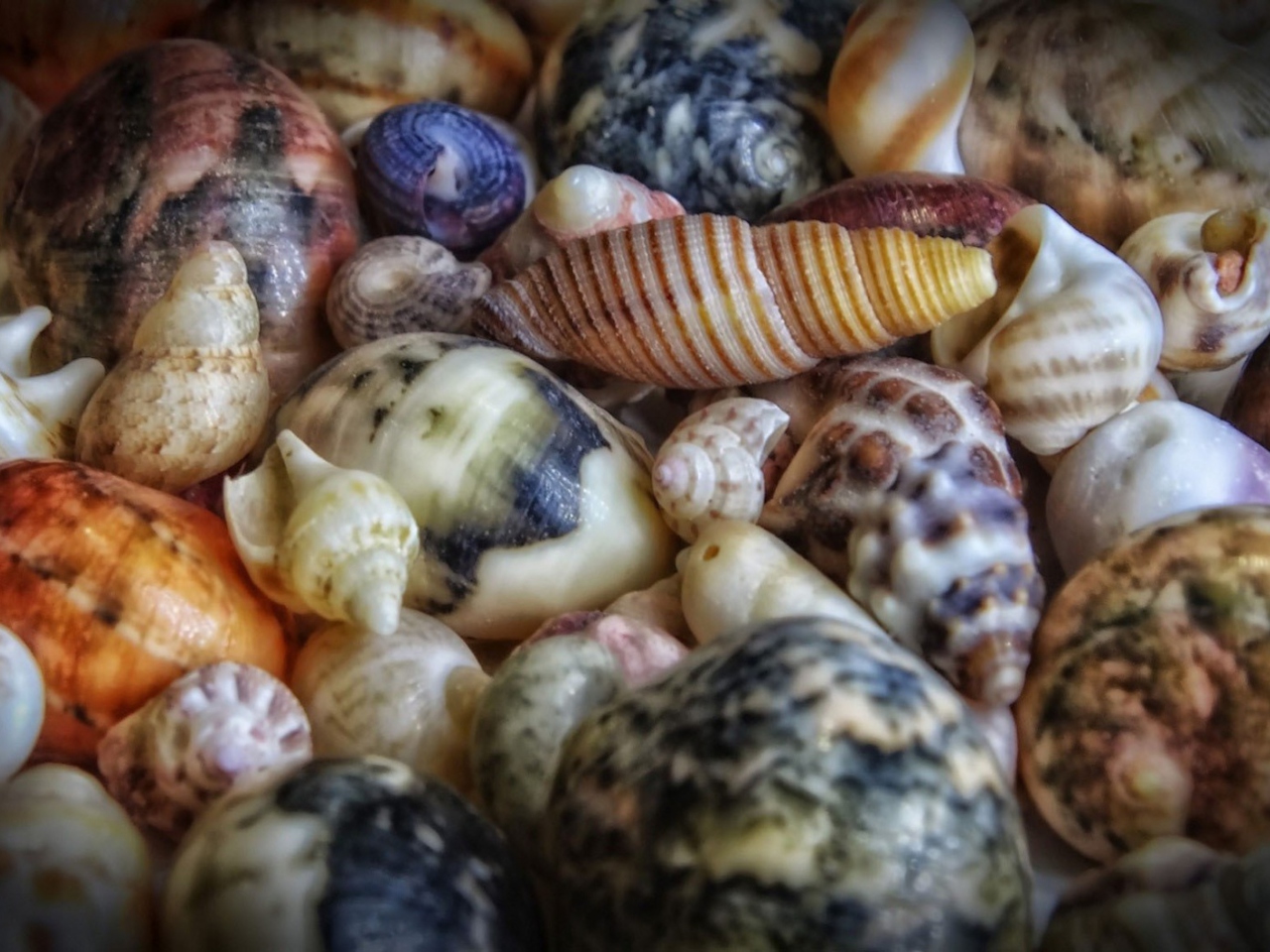 Das Colorful Shells Wallpaper 1280x960