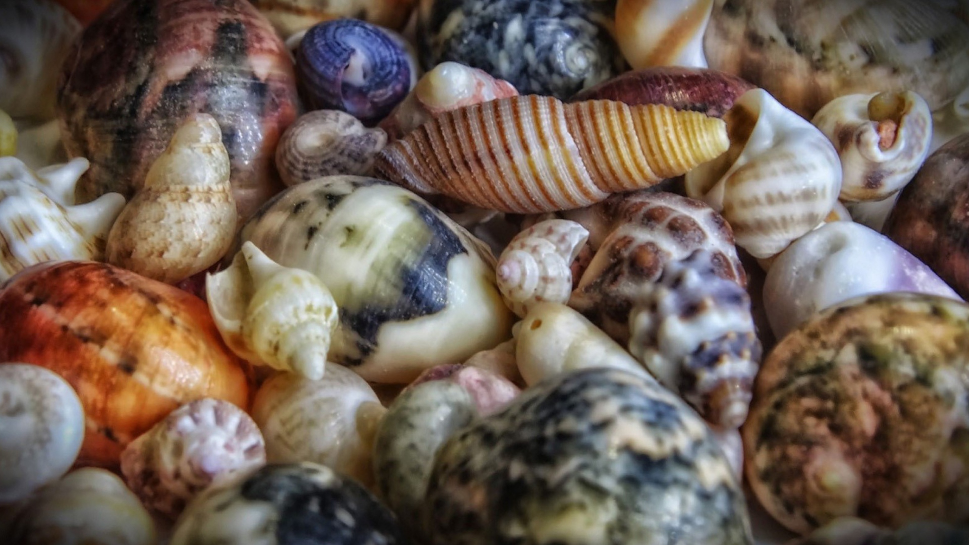 Sfondi Colorful Shells 1920x1080