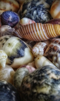 Colorful Shells screenshot #1 240x400