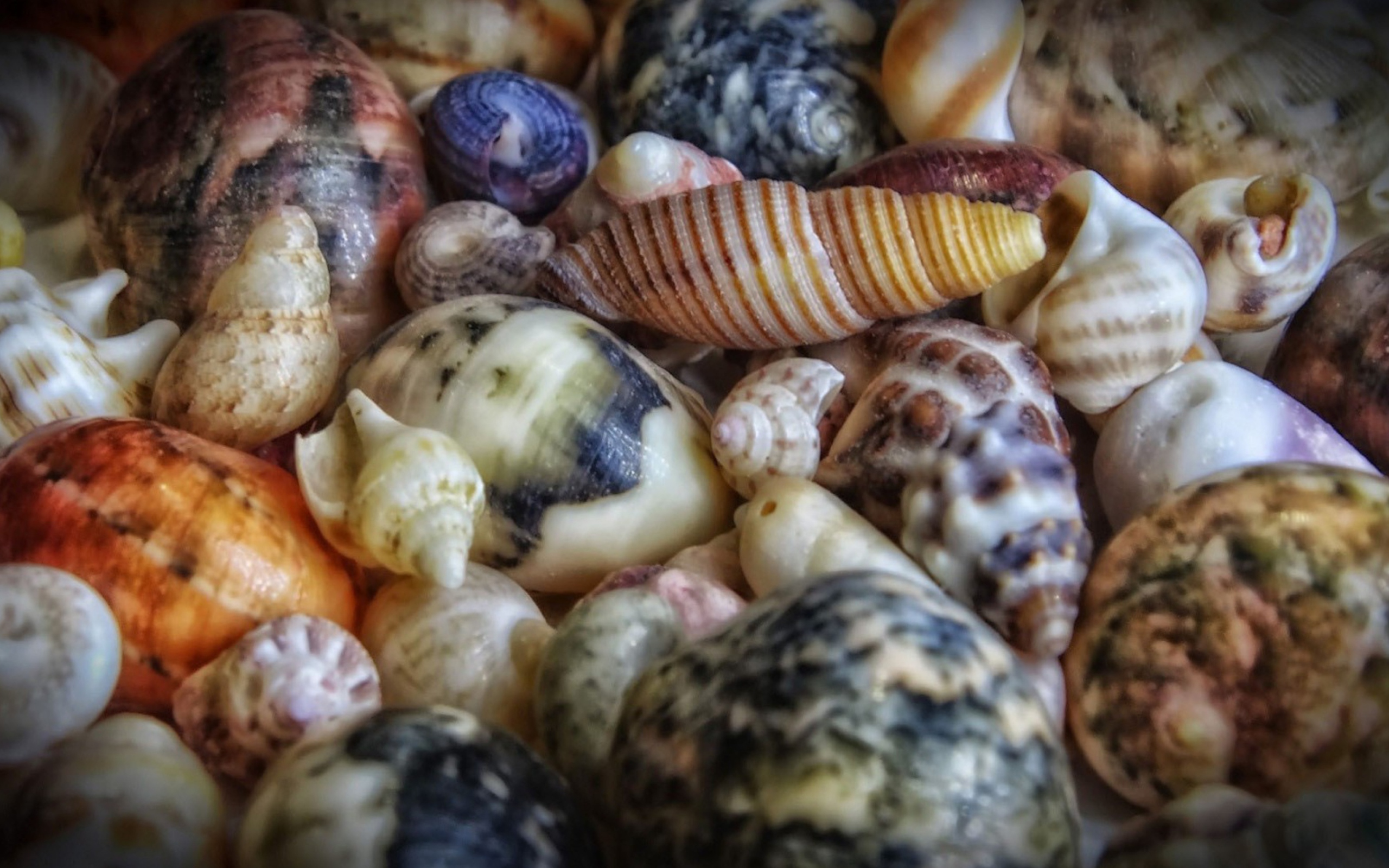 Sfondi Colorful Shells 2560x1600