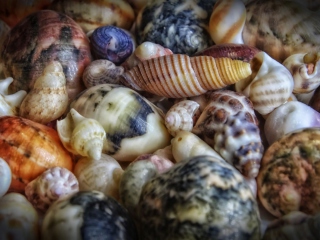 Обои Colorful Shells 320x240