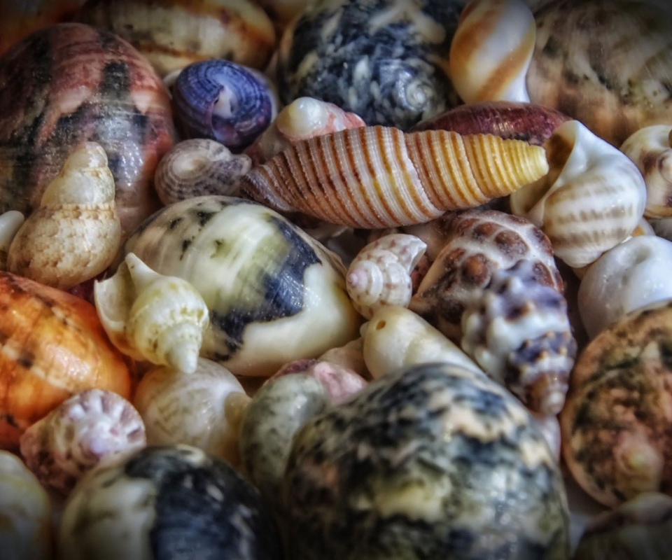 Sfondi Colorful Shells 960x800