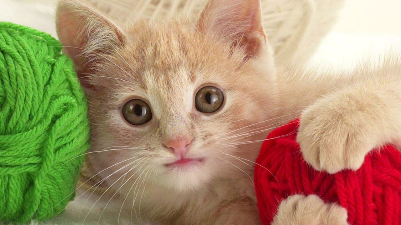 Kitten wallpaper 1280x720