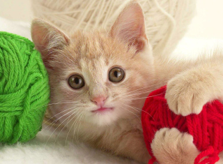 Kitten - Obrázkek zdarma pro Samsung Google Nexus S