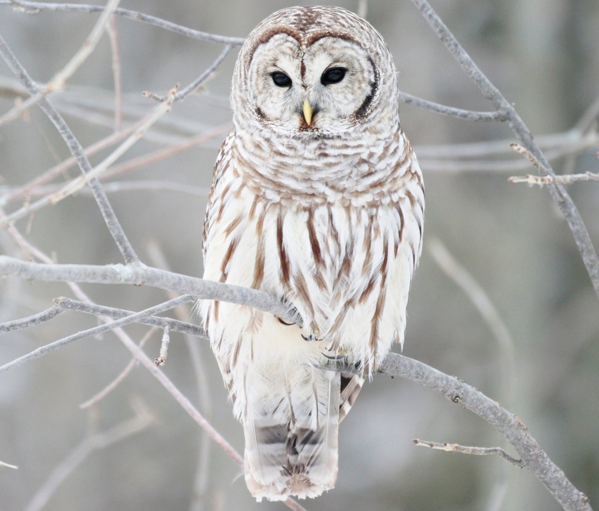 White Owl wallpaper 1200x1024