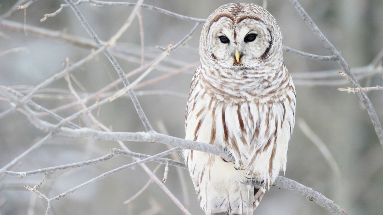 Sfondi White Owl 1280x720