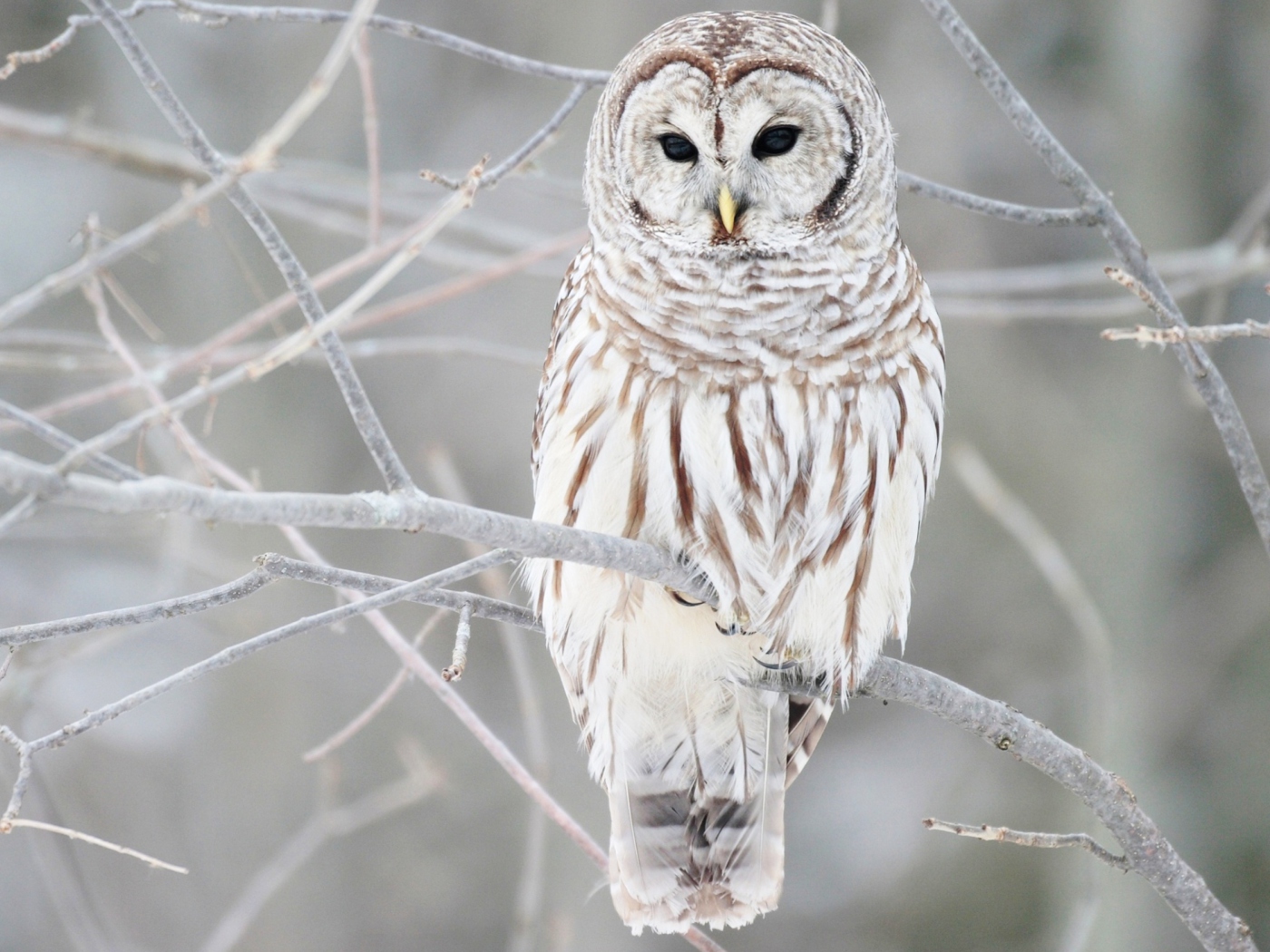White Owl screenshot #1 1400x1050