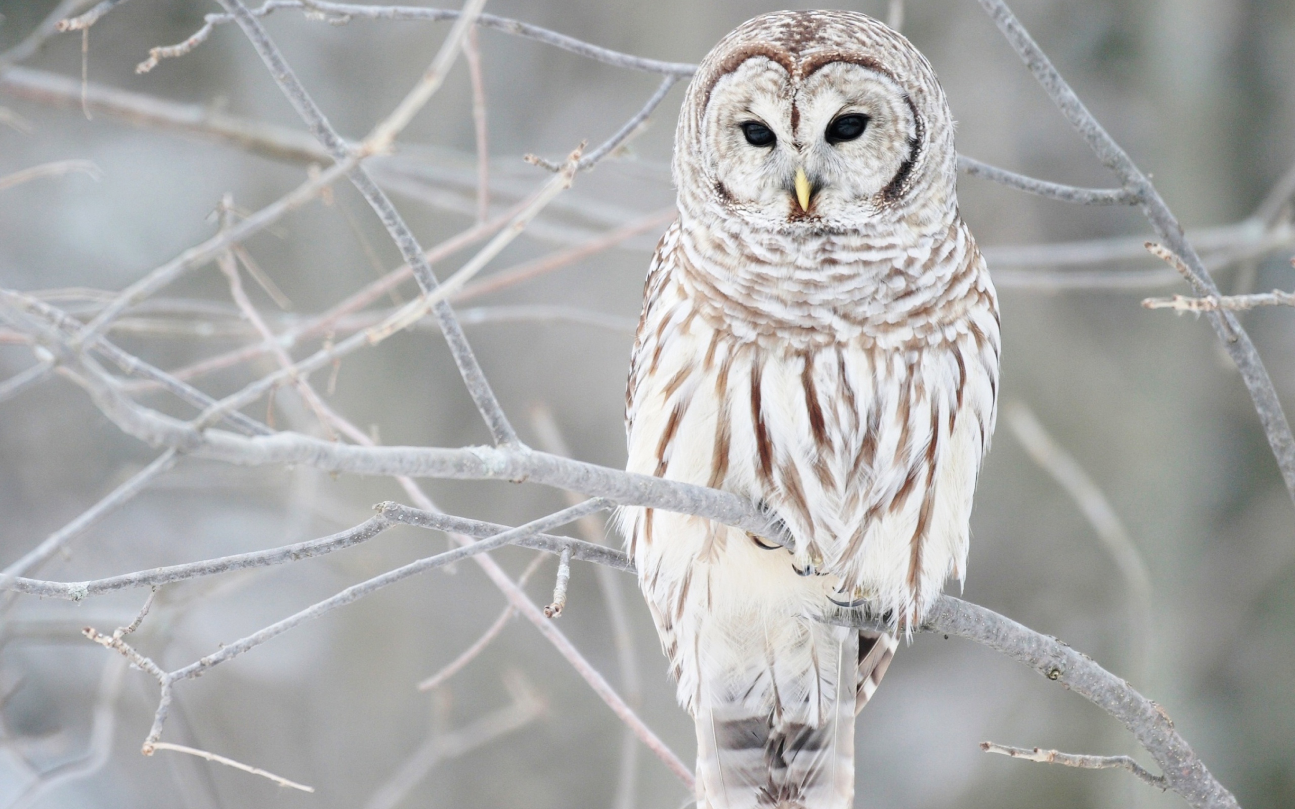 Sfondi White Owl 2560x1600