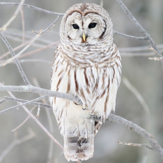 White Owl - Obrázkek zdarma pro 1024x1024
