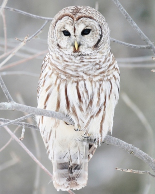 White Owl - Obrázkek zdarma pro Nokia C3-01