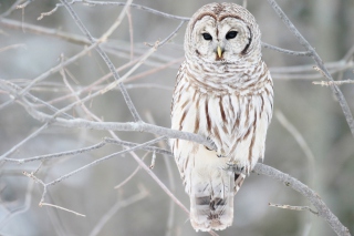White Owl - Fondos de pantalla gratis para Nokia Asha 201