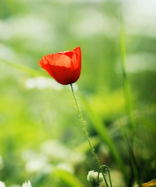 Red Poppy - Obrázkek zdarma pro Nokia Asha 308