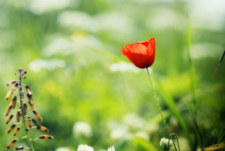 Red Poppy - Obrázkek zdarma pro Sony Xperia M