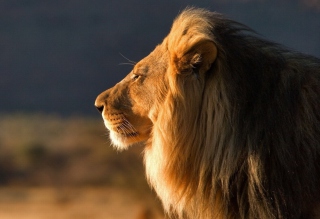 Lion Close Up Wallpaper for Android, iPhone and iPad