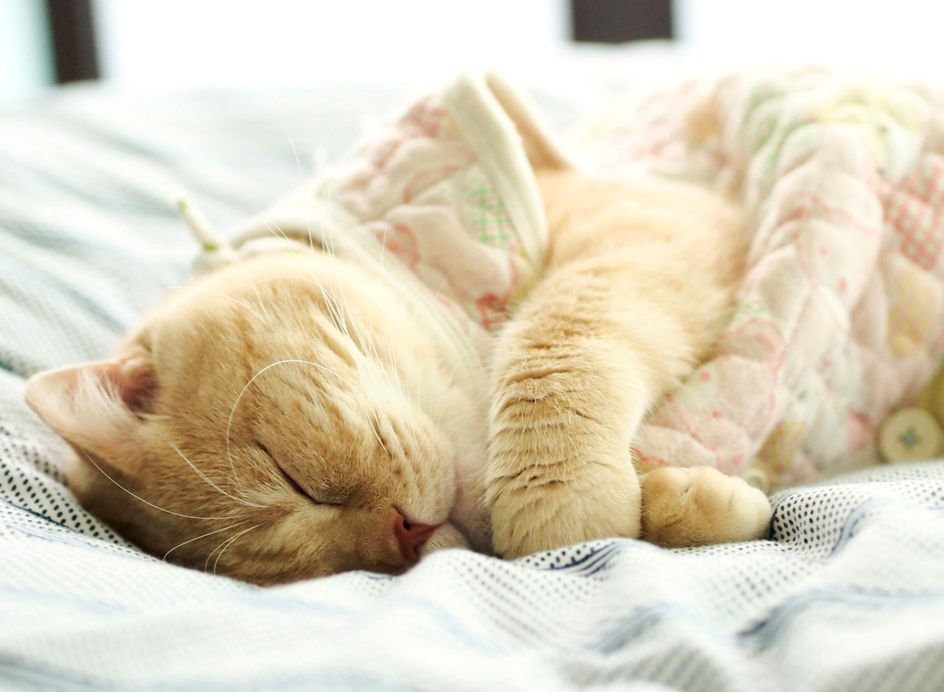 Drowsy Kitten wallpaper 1920x1408