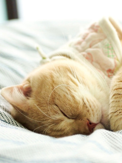 Das Drowsy Kitten Wallpaper 240x320