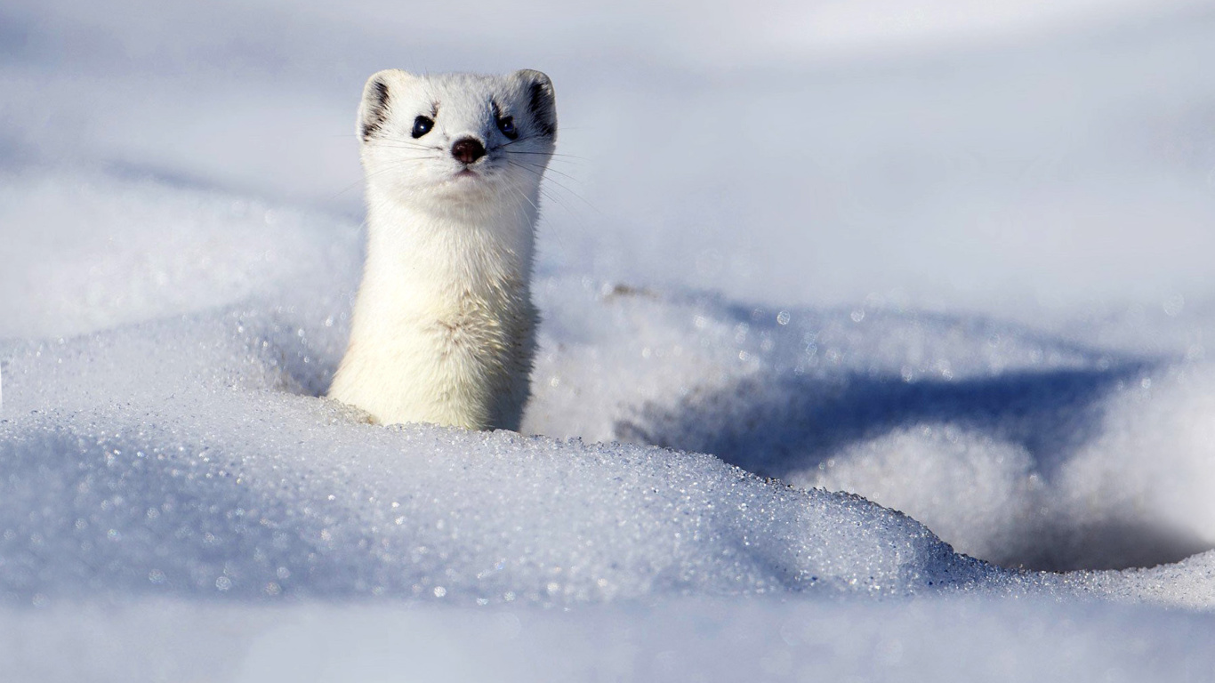 Das Stoat Wallpaper 1366x768