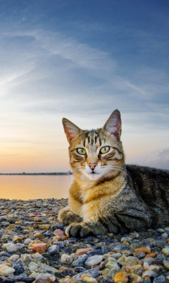 Screenshot №1 pro téma Cat On Beach 240x400