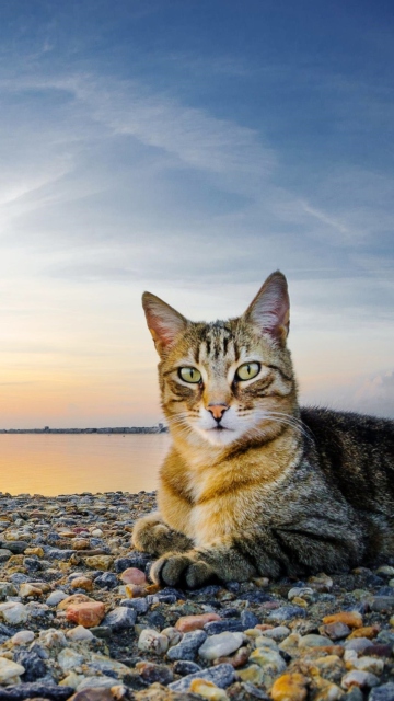 Fondo de pantalla Cat On Beach 360x640