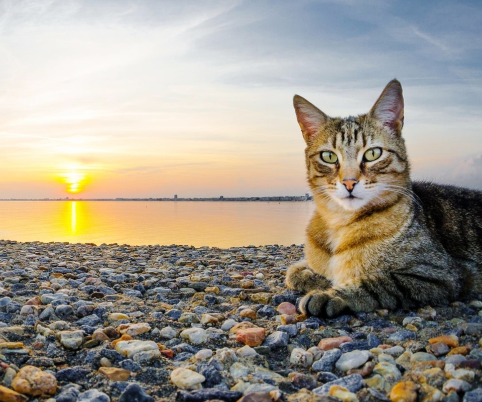 Das Cat On Beach Wallpaper 960x800