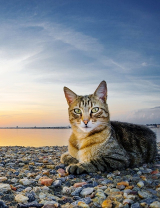 Cat On Beach - Obrázkek zdarma pro 132x176