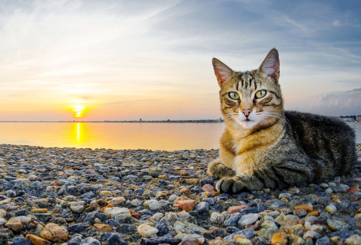 Cat On Beach screenshot #1