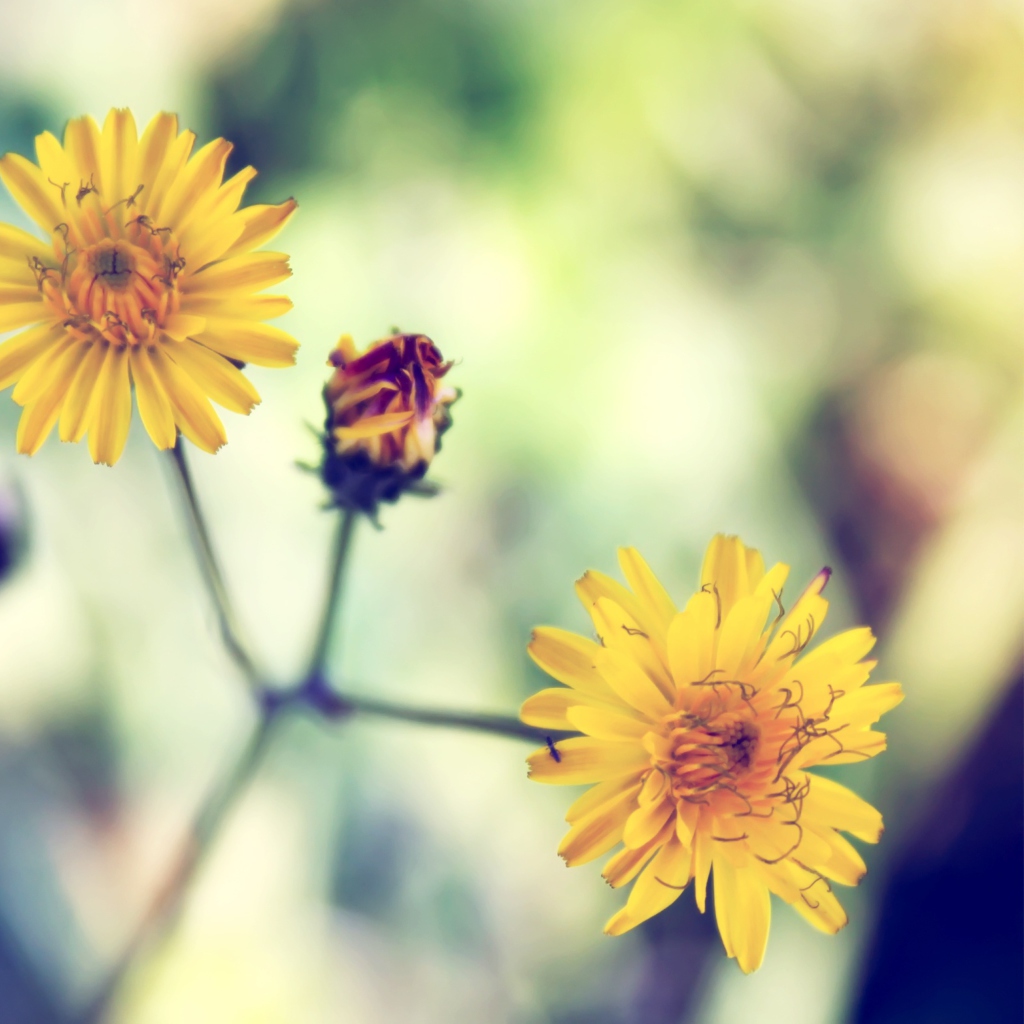 Yellow Daisy screenshot #1 1024x1024