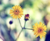 Screenshot №1 pro téma Yellow Daisy 176x144