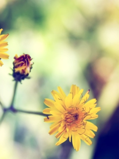 Screenshot №1 pro téma Yellow Daisy 240x320