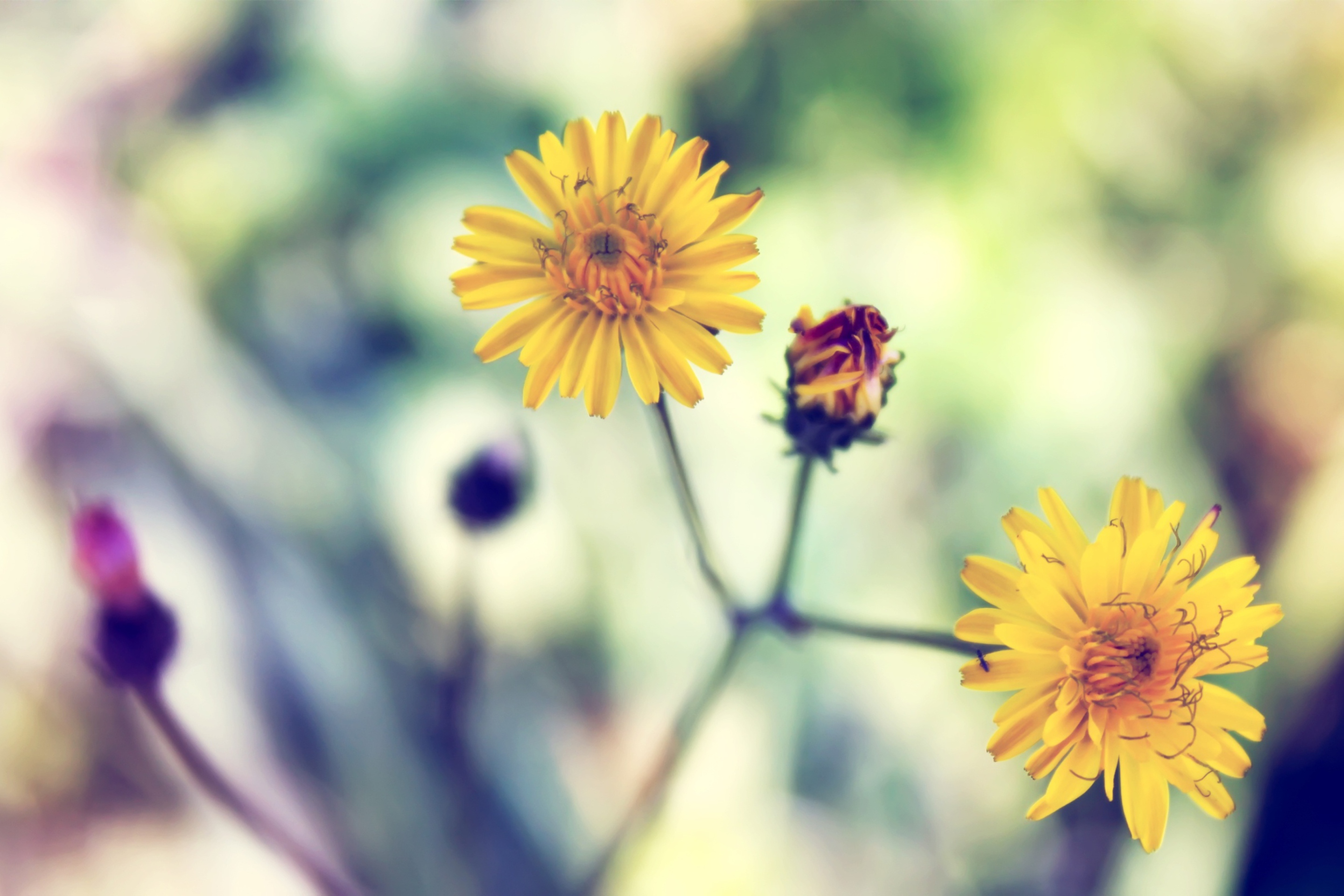 Fondo de pantalla Yellow Daisy 2880x1920