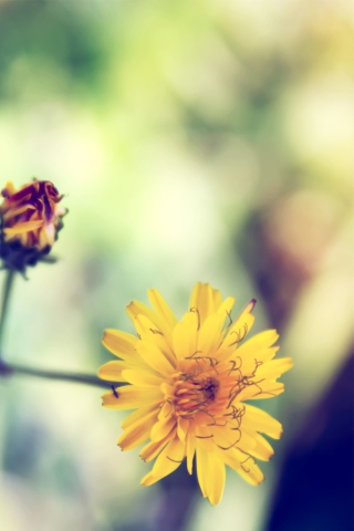 Yellow Daisy wallpaper 320x480