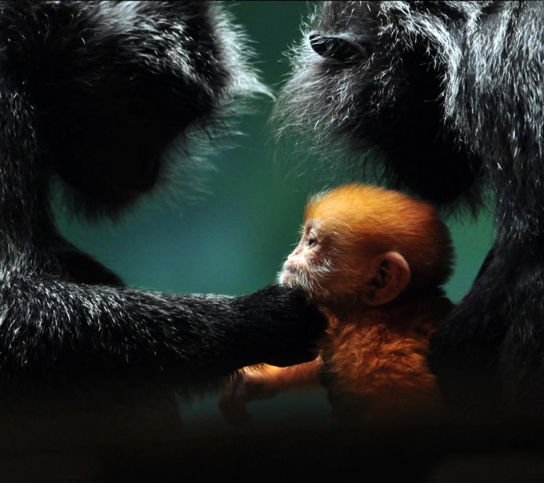 Обои Baby Monkey With Parents 1080x960