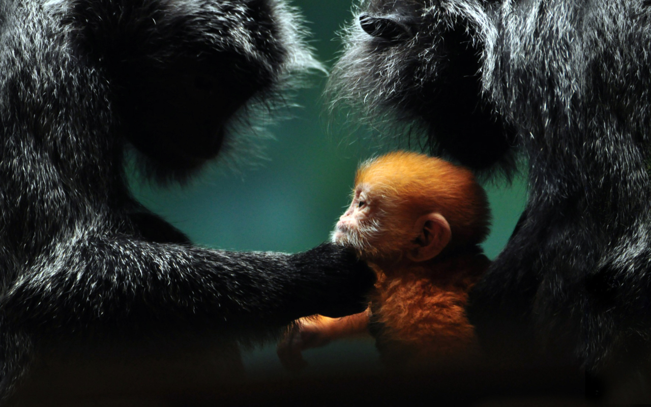 Das Baby Monkey With Parents Wallpaper 1280x800