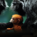 Das Baby Monkey With Parents Wallpaper 128x128
